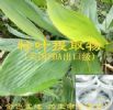 Indocalalamus Leaf Extract